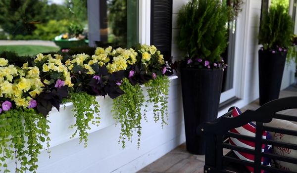 Cheerful Floral Border and Window Boxes Flower Bed