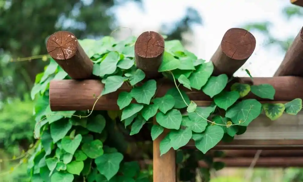How to Decorate a Pergola With Plants