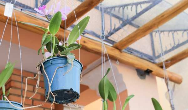 Pergola with Plant Hangers