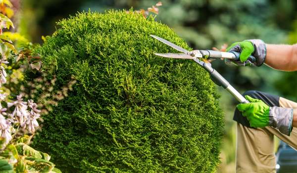 Tree Trimming 