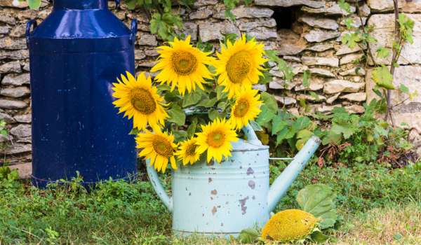 Beautiful and Rustic Sunflower Plant Holder