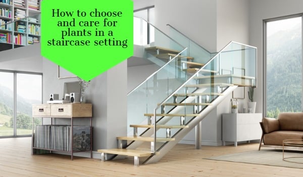 How to choose and care for plants in a staircase setting